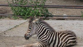 Zoologické zahrady už otevřely i vnitřní prostory: Lidi ale odradil déšť 