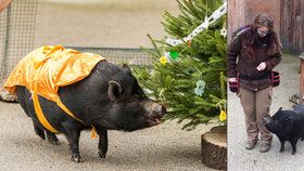 Pepinka se návštěvníkům Zoo Praha coby zlaté prasátko předvede už počtvrté.