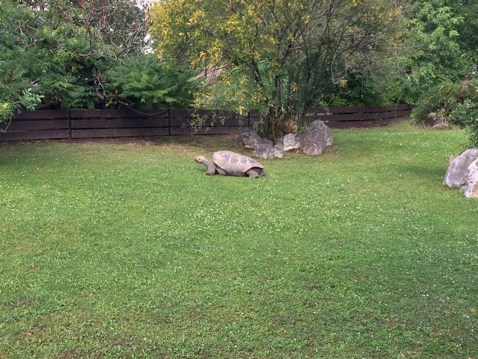 Želvy v areálu Zoo Praha. Také ony se nacházejí v záplavové oblasti.