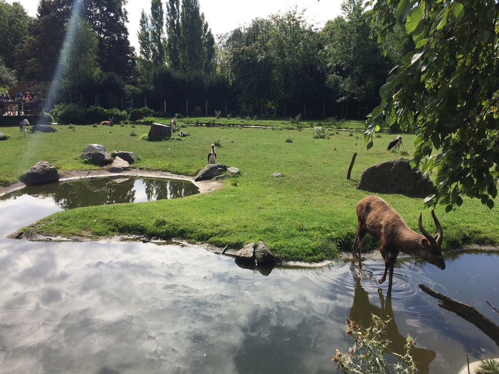 Spodní část areálu Zoo Praha, která se stále nachází v záplavové oblasti