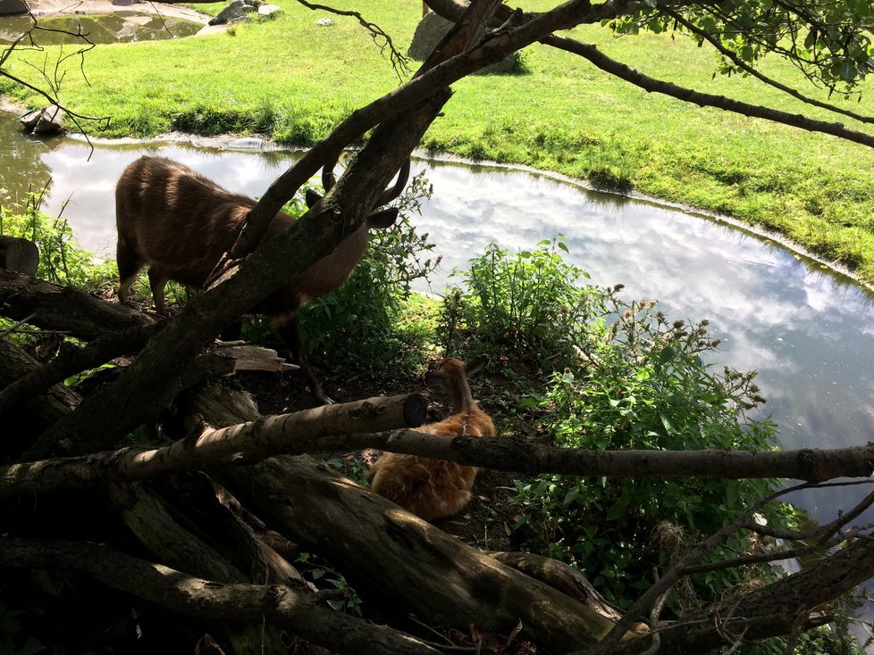 Spodní část areálu Zoo Praha, která se stále nachází v záplavové oblasti