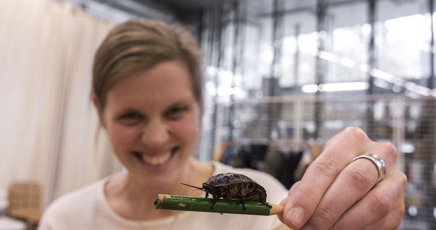 Pražská zoo láká dospělé do školy: Naučí je překonat fóbie z pavouků, plazu i hmyzu