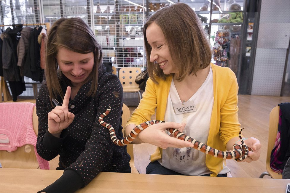 Kurzy jsou podle Zoo Praha úspěšné, na hady, pavouky nebo hmyz si nakonec sáhne téměř každý.