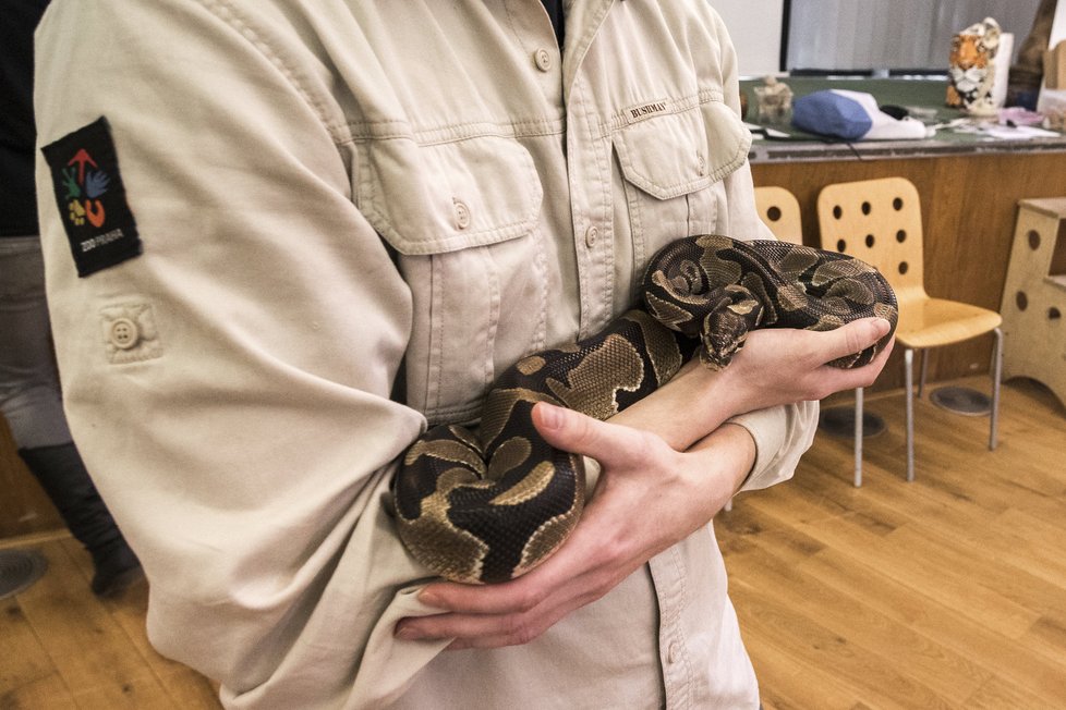 Kurzy jsou podle Zoo Praha úspěšné, na hady, pavouky nebo hmyz si nakonec sáhne téměř každý.