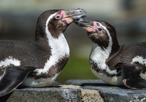 Prvomájová prohlídka vezme návštěvníky Zoo Praha za zvířaty, která žijí v páru.