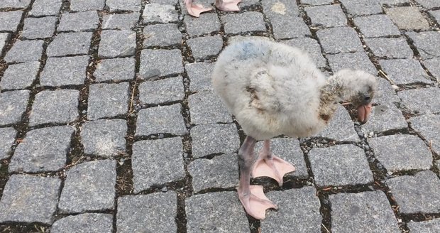 Procházka malých plameňáků po areálu Zoo Praha.