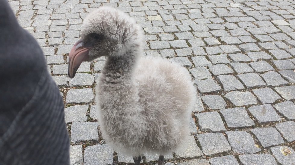 Procházka malých plameňáků po areálu Zoo Praha.