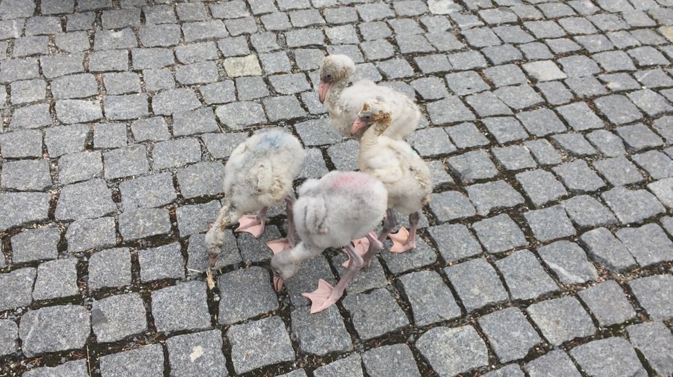 Procházka malých plameňáků po areálu Zoo Praha.