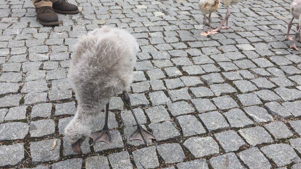 Procházka malých plameňáků po areálu Zoo Praha.