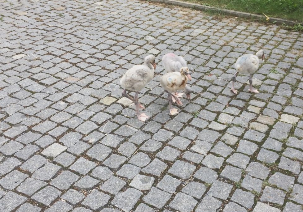 Procházka malých plameňáků po areálu Zoo Praha.