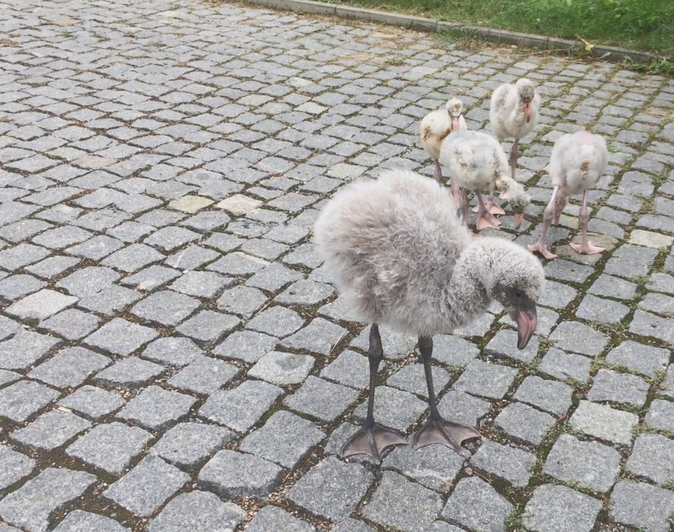 Procházka malých plameňáků po areálu Zoo Praha.