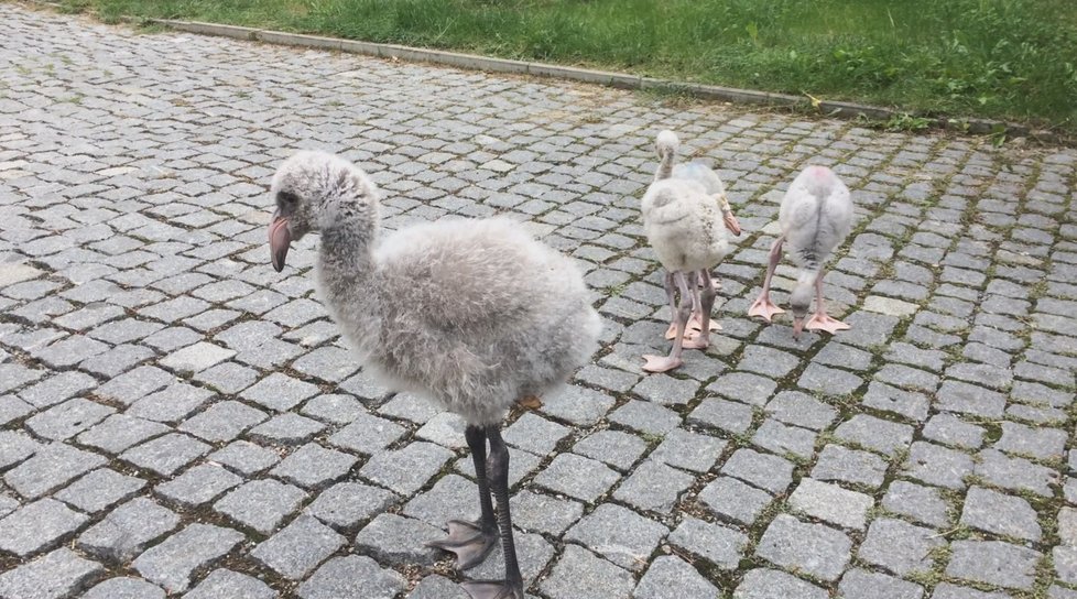 Procházka malých plameňáků po areálu Zoo Praha.