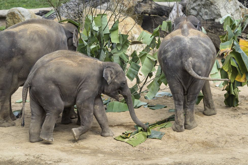 Sloni indičtí obývají v Zoo Praha Údolí slonů, otevřené v březnu 2013, a to díky podpoře hl. m. Prahy i příspěvkům od tisíců lidí. 