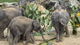 Sameček slona indického Maxmilián se v pražské zoo narodil 5. dubna 2016. Sobotní oslavu svých třetích narozenin si opravdu užil. Na úvod se proběhl „lesem“, který chovatelé slonům připravili z listů banánovníku.