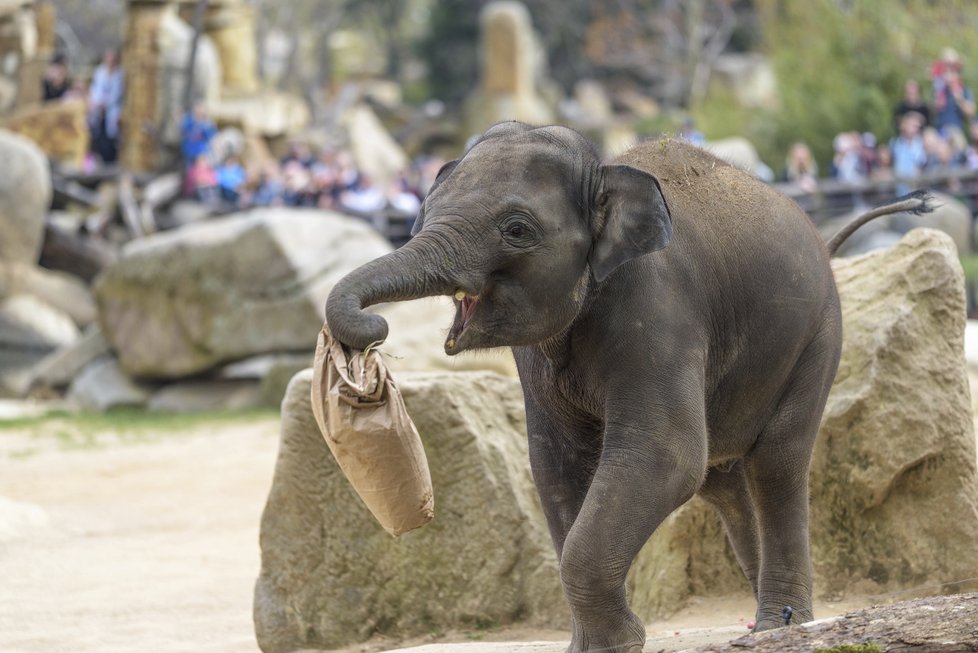 Sloni indičtí obývají v Zoo Praha Údolí slonů, otevřené v březnu 2013, a to díky podpoře hl. m. Prahy i příspěvkům od tisíců lidí. 