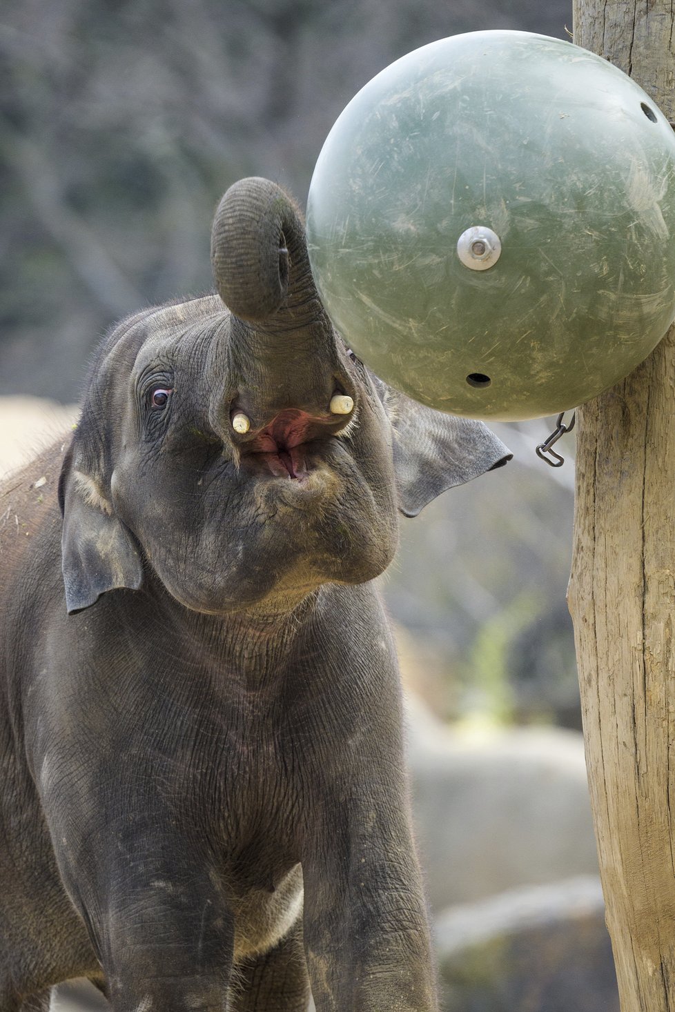 Sloni indičtí obývají v Zoo Praha Údolí slonů, otevřené v březnu 2013, a to díky podpoře hl. m. Prahy i příspěvkům od tisíců lidí. 