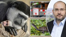 Zavřená Zoo Praha tratí miliony, nesvá jsou i zvířata. „Návštěvníci jsou pro ně rozptýlení,“ říká ředitel Bobek