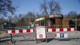 Parkoviště a prostory před zoologickou zahradou, kde jindy bývá celkem rušno, zejí od poloviny března prázdnotou. Zoo Praha je totiž z důvodu nouzového stavu vyhlášeného vládou ČR zavřená.