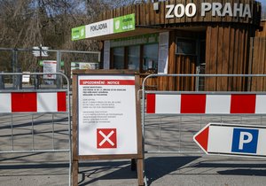 Parkoviště a prostory před zoologickou zahradou, kde jinde bývá celkem rušno, byly na jaře prázdné. Zoo Praha byla totiž z důvodu nouzového stavu, vyhlášeného vládou ČR zavřená.