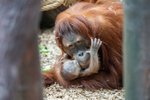 Orangutaní samice Diri přivedla na svět roztomilé mláďátko. (2. květen 2024)