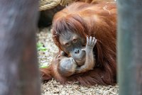 Zrzavá radost v Zoo Praha: Orangutanka Diri přivedla na svět roztomilé mláďátko