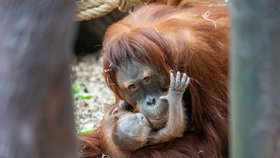 Zrzavá radost v Zoo Praha: Orangutanka Diri přivedla na svět roztomilé mláďátko