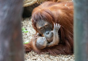 Orangutaní samice Diri přivedla na svět roztomilé mláďátko. (2. květen 2024)