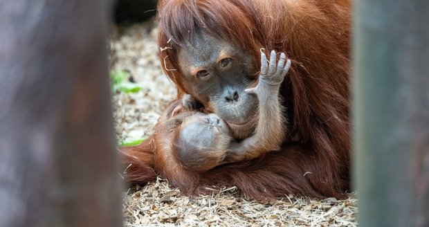 Orangutaní samice Diri přivedla na svět roztomilé mláďátko. (2. květen 2024)
