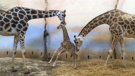 Pražský žirafí kluk se připojil ke stádu. Váží skoro metrák, s chovatelem si koukají do očí