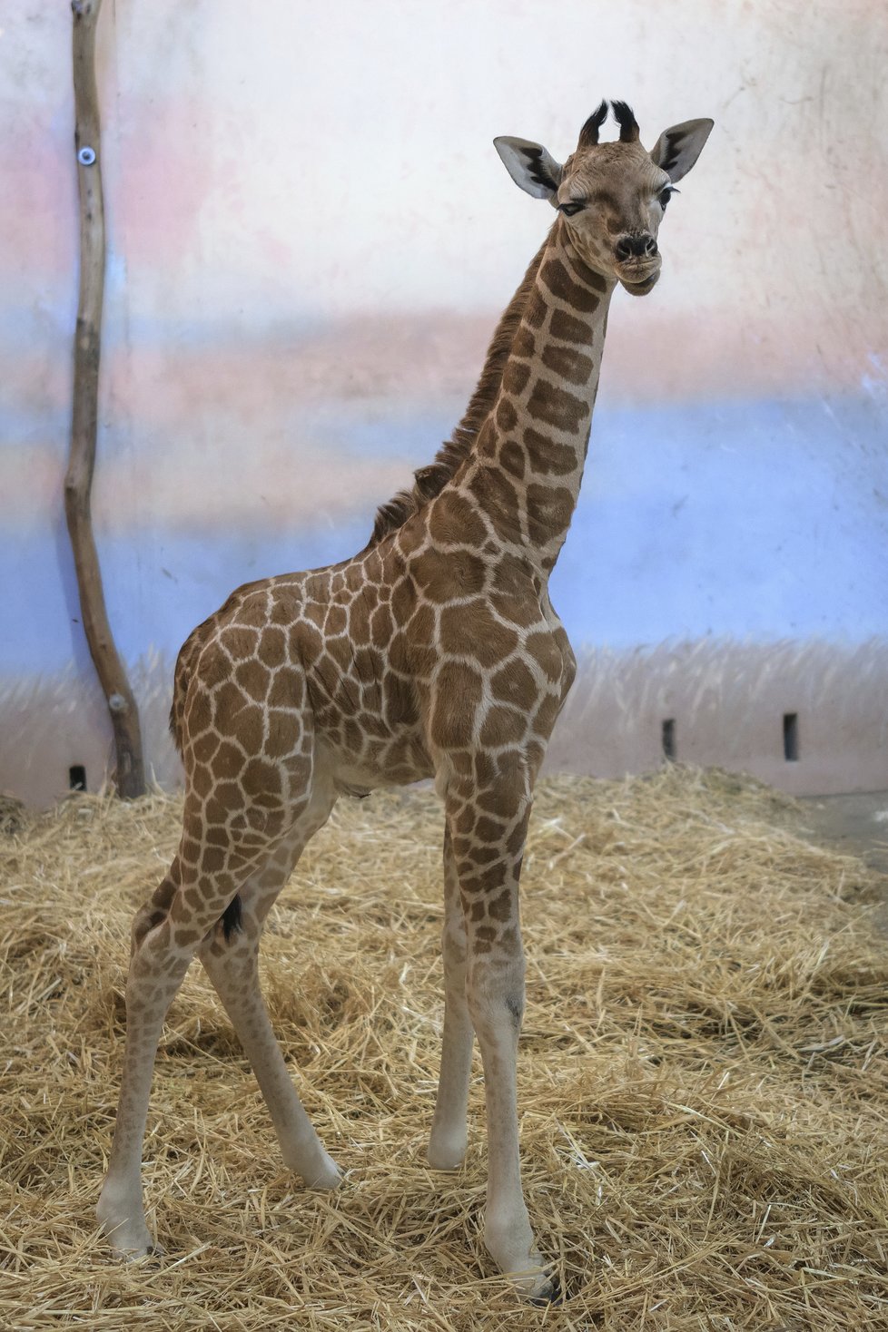 Žirafí sameček se přidal ke zbytku stáda v Zoo Praha.