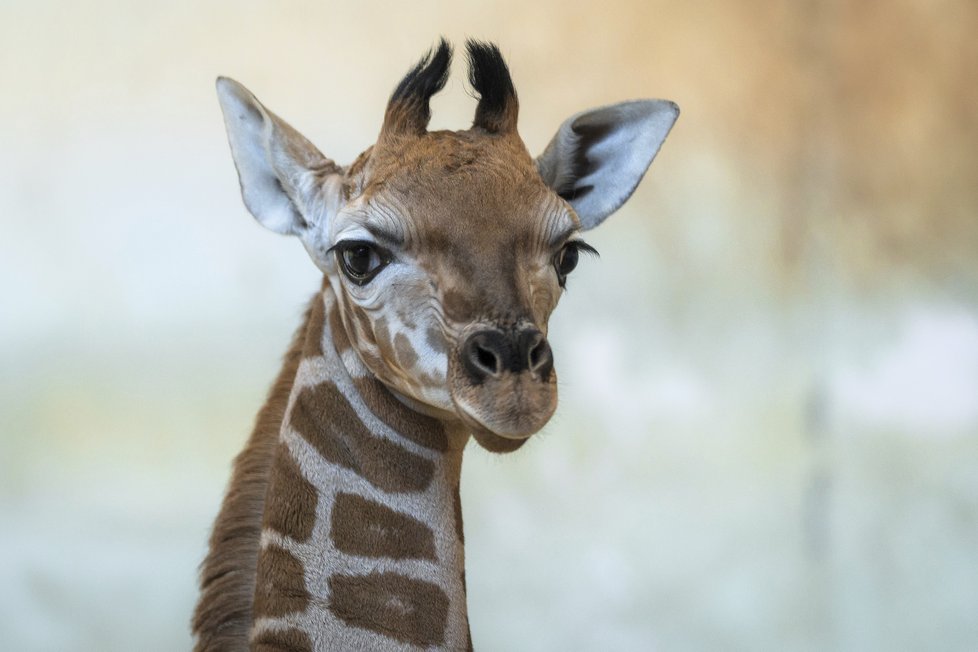 Žirafí sameček se přidal ke zbytku stáda v Zoo Praha.