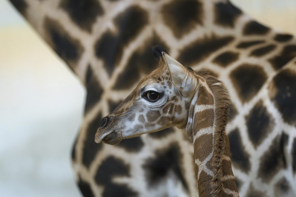 Žirafí sameček se přidal ke zbytku stáda v Zoo Praha.