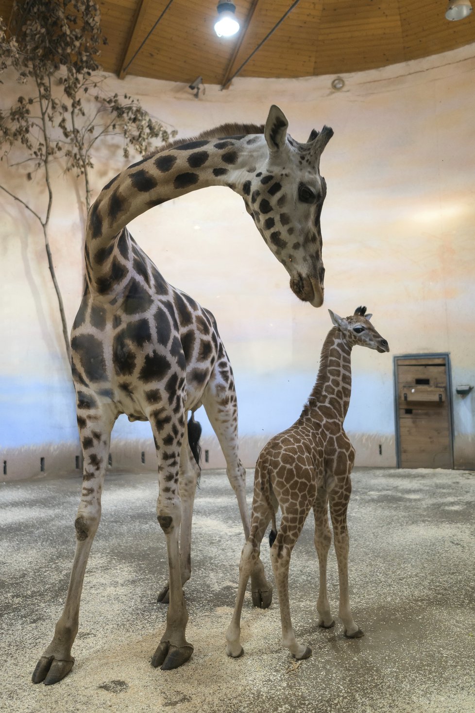 Žirafí sameček se přidal ke zbytku stáda v Zoo Praha.
