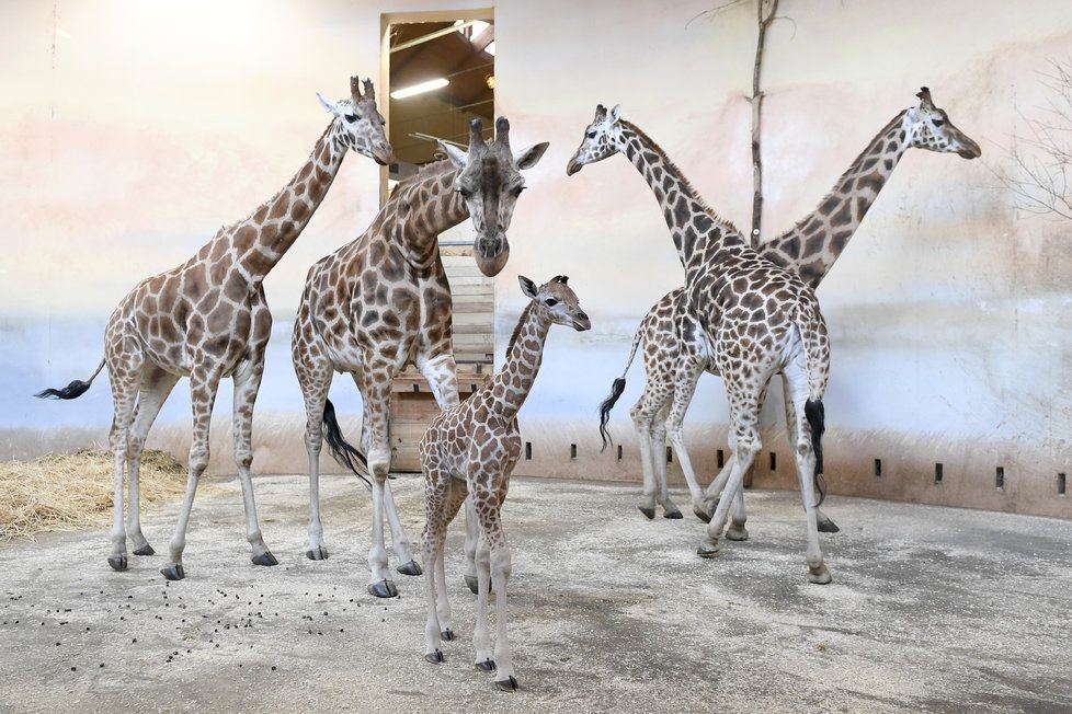 Mládě žirafy narozené 25. ledna 2019
