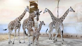 V pražské zoo se narodila žirafí slečna. Dnes se poprvé přidala ke zbytku stáda