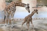 Zoo Praha má další přírůstek - mládě žirafy.