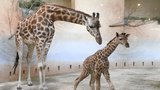 Křtiny žirafí slečny v Zoo Praha. „Modelka“ se dozví své jméno tuto neděli