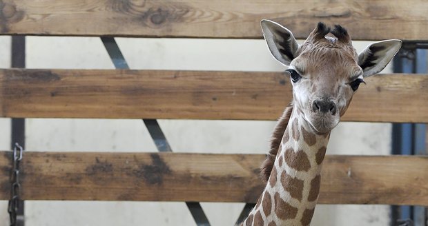 Zoo Praha má další přírůstek - mládě žirafy.