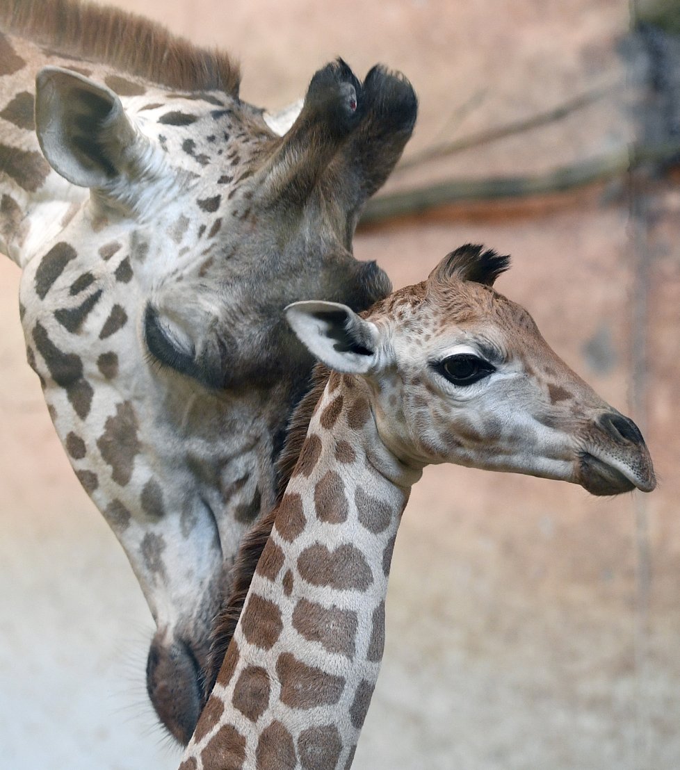 Mládě žirafy narozené 25. ledna 2019