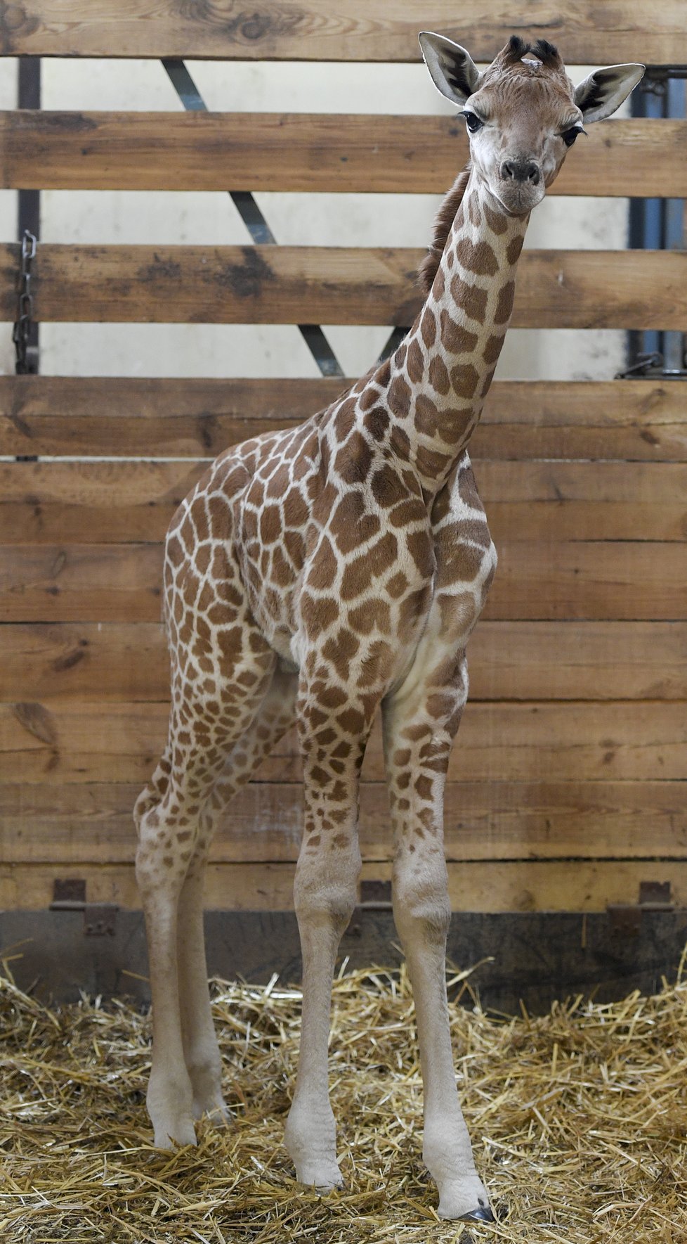 Zoo Praha má další přírůstek - mládě žirafy.