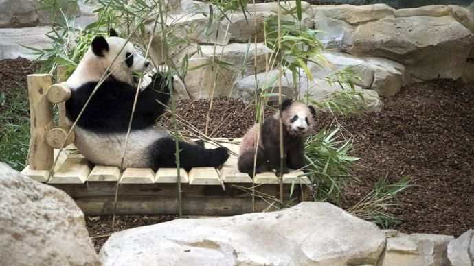 Už půl roku je hlavní atrakcí zoologické zahrady Beauval nedaleko francouzského města Tours pandí miminko a jeho matka. Tato soukromá zoo je totiž jedna z mála evropských zahrad, která pandy velké chová. Vedle nich je tu ještě dalších 3000 druhů zvířat, na něž se přijde podívat 900 tisíc návštěvníků každý rok.
