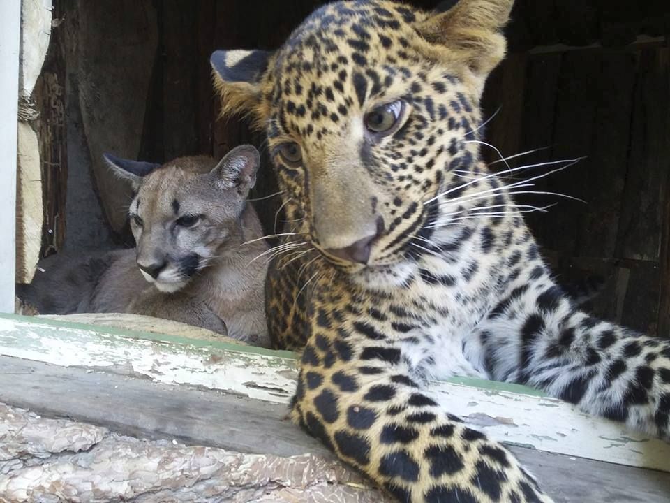 Kontaktní zoopark se zaměřuje zejména na kočkovité šelmy a plazy.