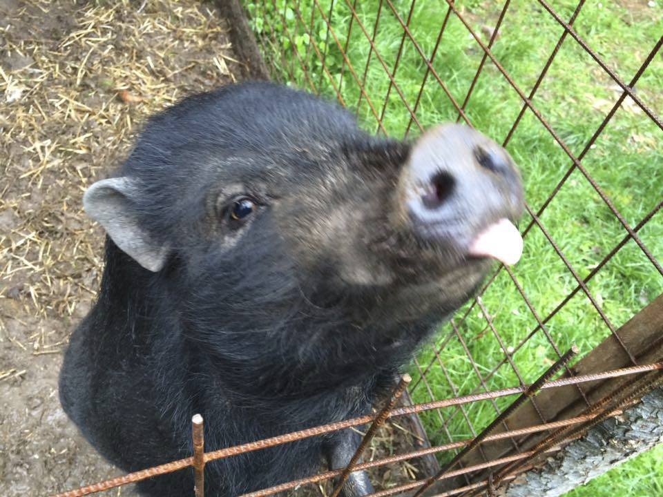 Kontaktní zoopark se zaměřuje zejména na kočkovité šelmy a plazy.