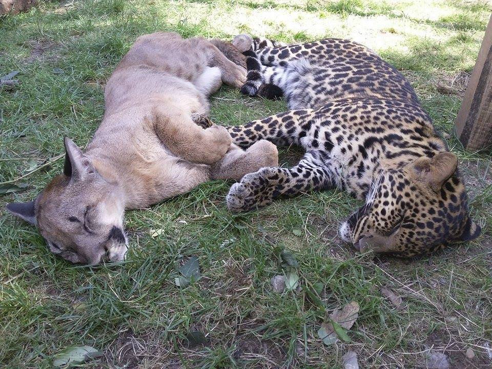 Kontaktní zoopark se zaměřuje zejména na kočkovité šelmy a plazy.