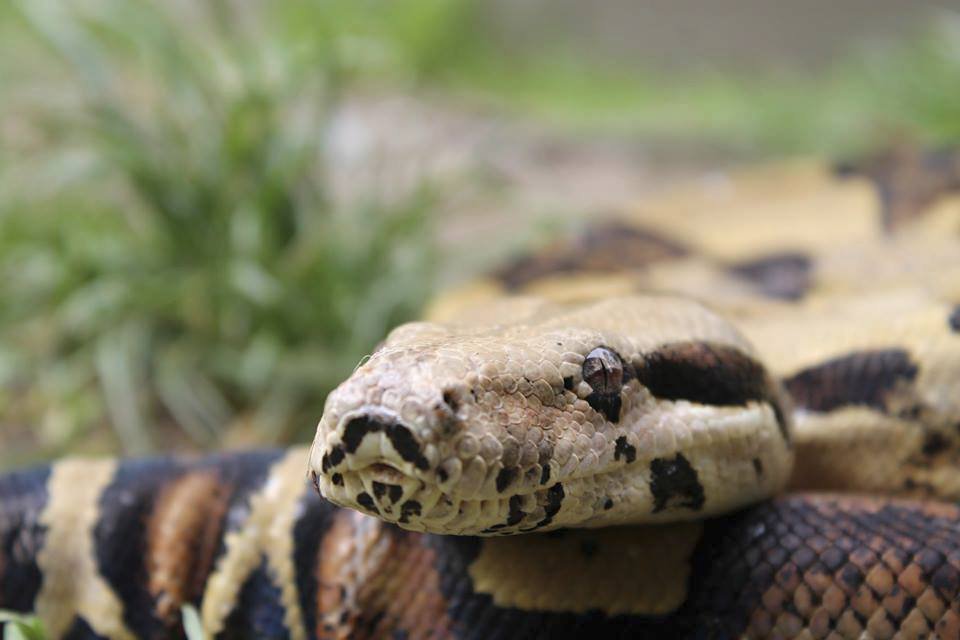 Kontaktní zoopark se zaměřuje zejména na kočkovité šelmy a plazy.