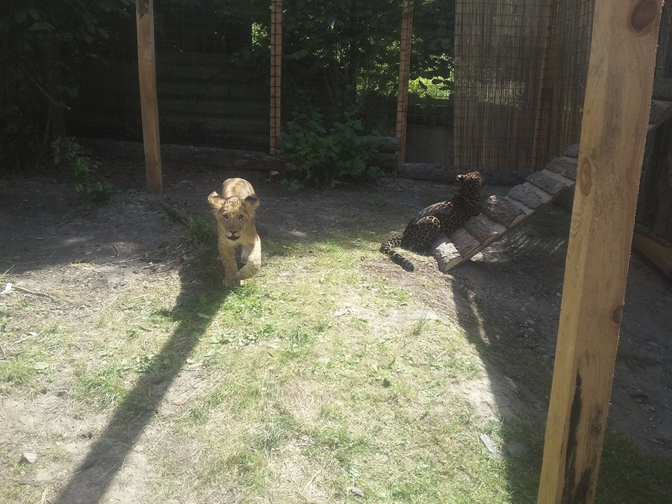 Kontaktní zoopark se zaměřuje zejména na kočkovité šelmy a plazy.