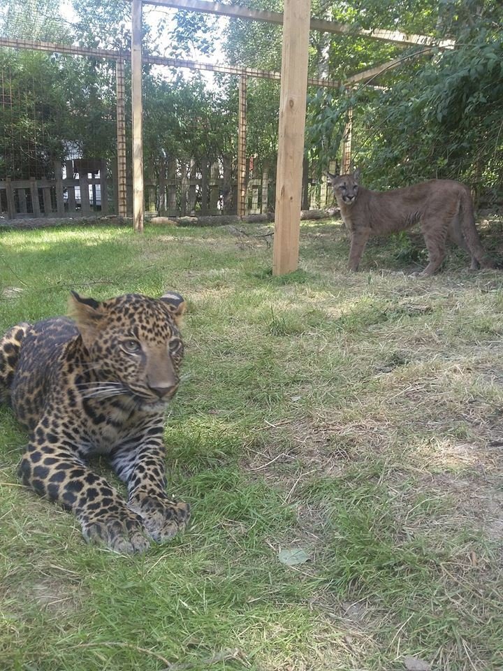 Kontaktní zoopark se zaměřuje zejména na kočkovité šelmy a plazy.