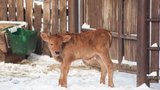 Čerstvá mláďata ve Vyškově dovádějí na sněhu: Kvůli koronaviru je nemá kdo obdivovat