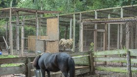 Zoopark ve Zvoli v den, kdy z něj utekla puma. 28. června 2018