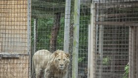 Zoopark ve Zvoli v den, kdy z něj utekla puma. 28. června 2018